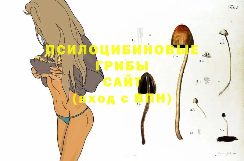 Галлюциногенные грибы Psilocybine cubensis  Рассказово 